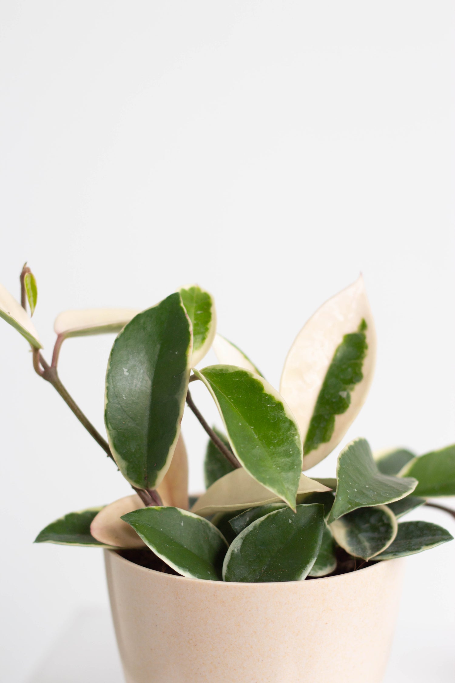 Closeup-Hoya