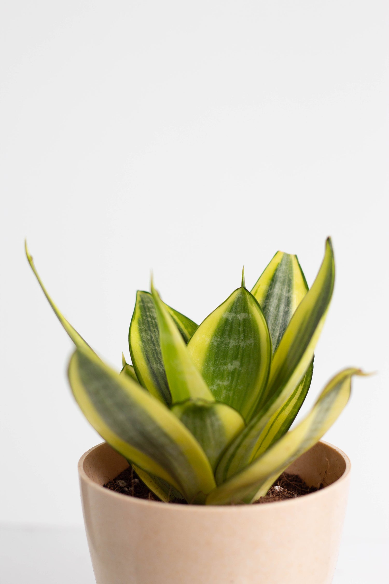 Closeup-Sansevieria