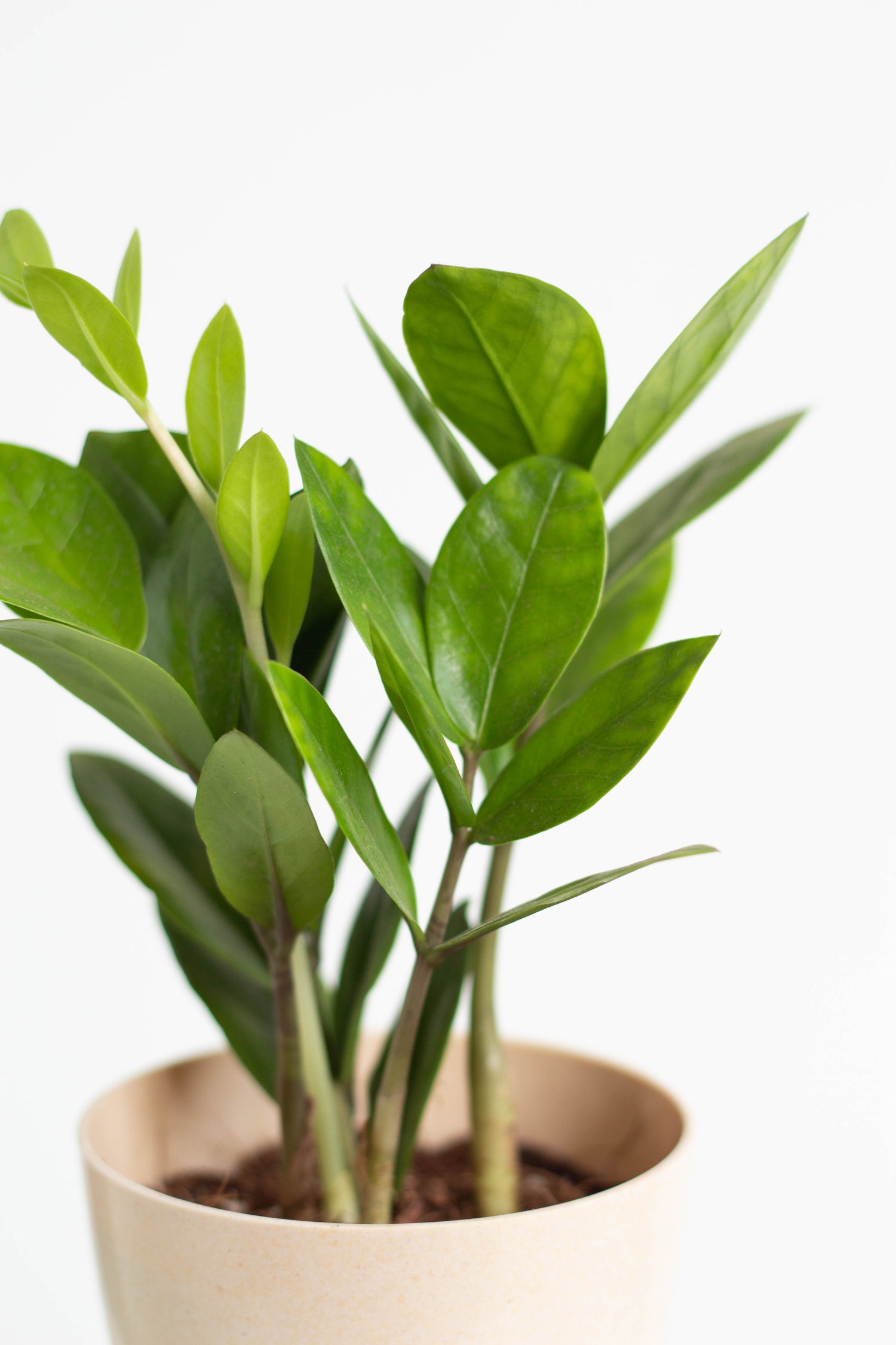 Closeup-ZZ Plant