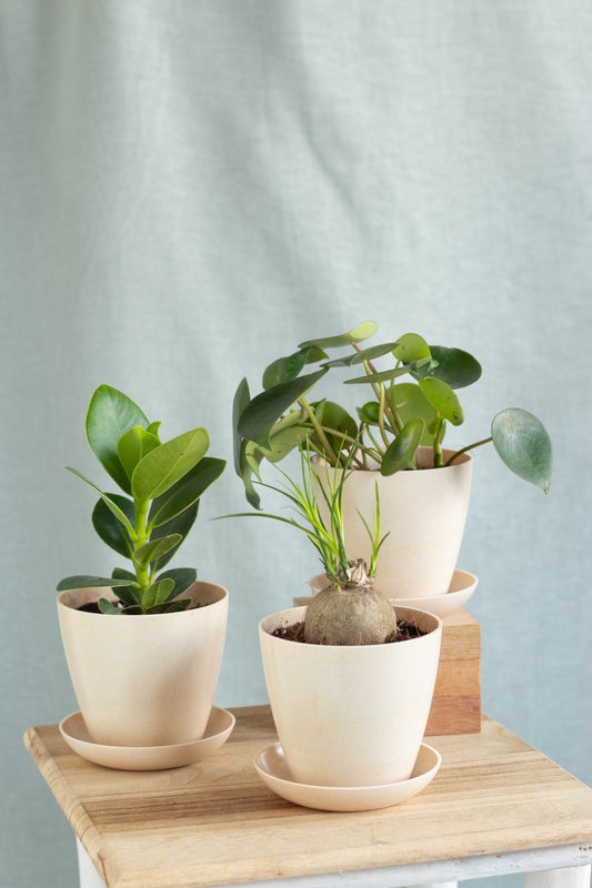 Rainforest Set