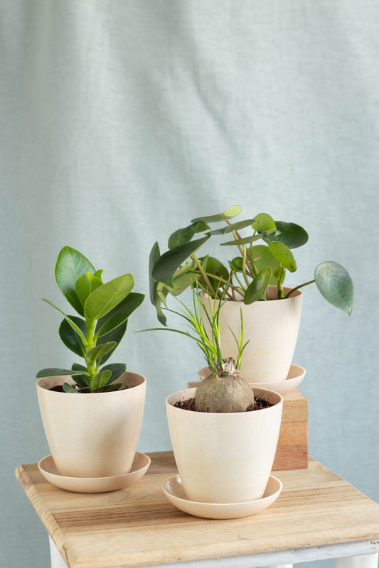 Rainforest Set