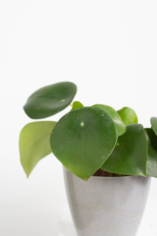 Closeup-Peperomia Raindrop