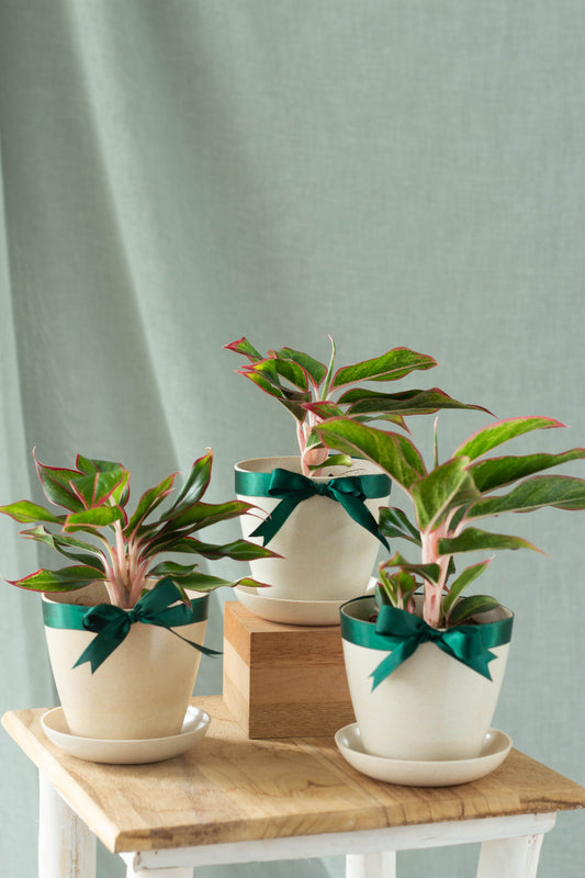 Aglaonema Aurora Set