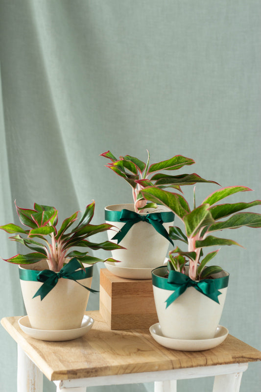 Aglaonema Aurora Set